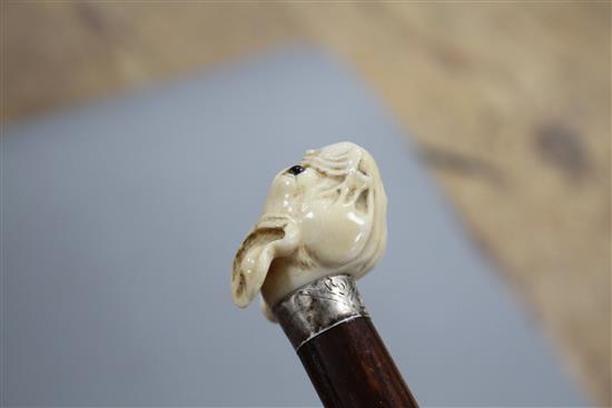 A walking stick, the ivory handle carved as a French bulldogs head with glass eyes, silver collar, London 1921, overall length 93.5cm